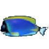 蓝调鱼