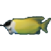 狐篮子鱼