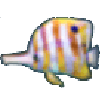 蝴蝶鱼