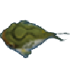 河豚鱼