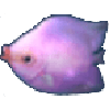 接吻鱼