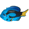 蓝调鱼
