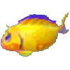 小金黄