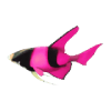 鱼种7